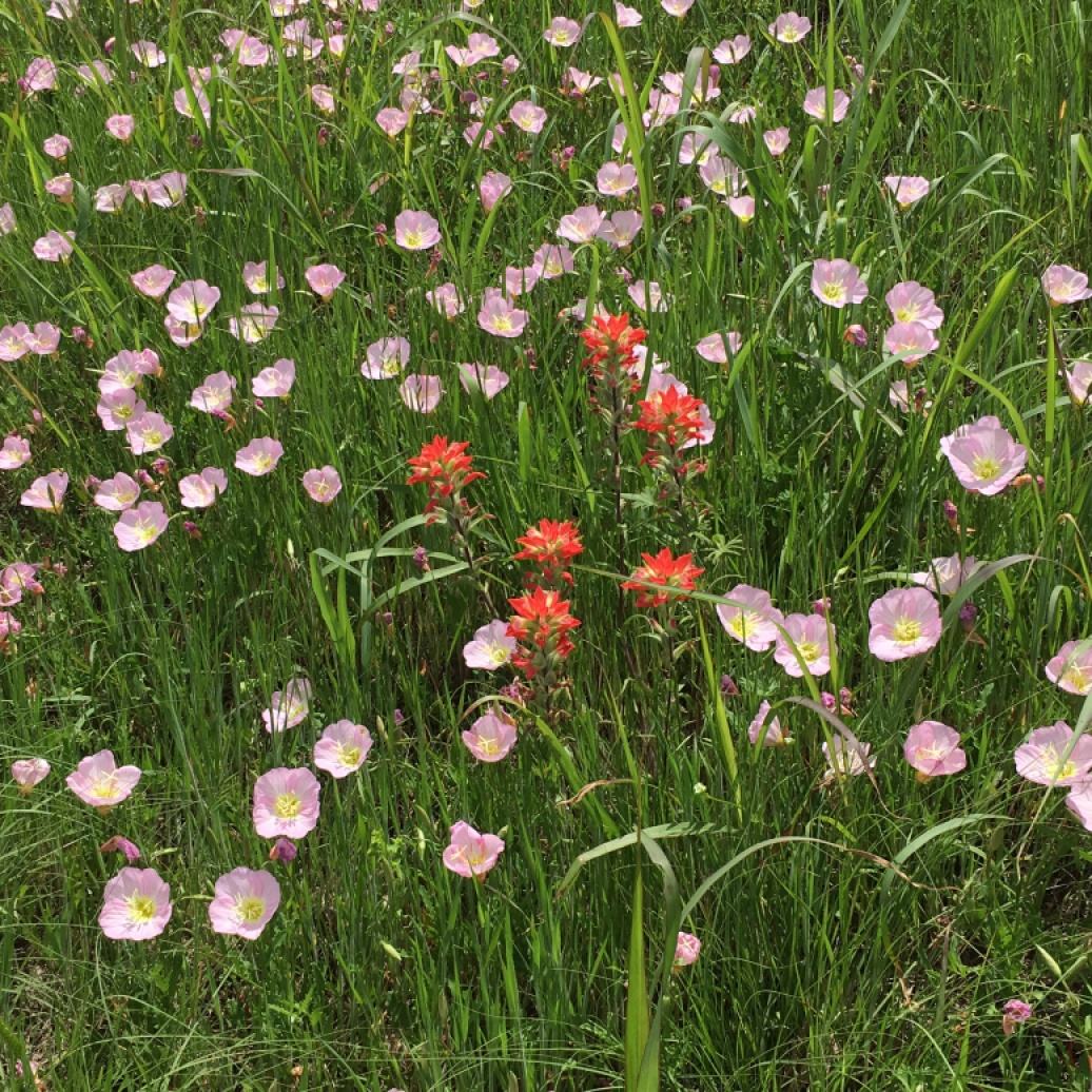 Gorgeous Indian paintbrush & buttercups (?) along the Texas roadside